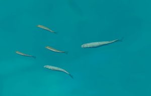 Giao diện bắn cá 3D với khung cảnh đại dương sống động